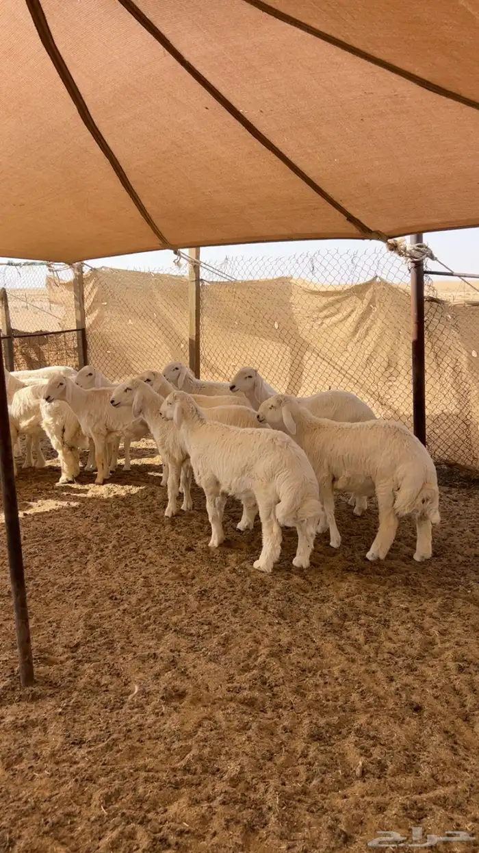 طليان ذبائح حريات 2