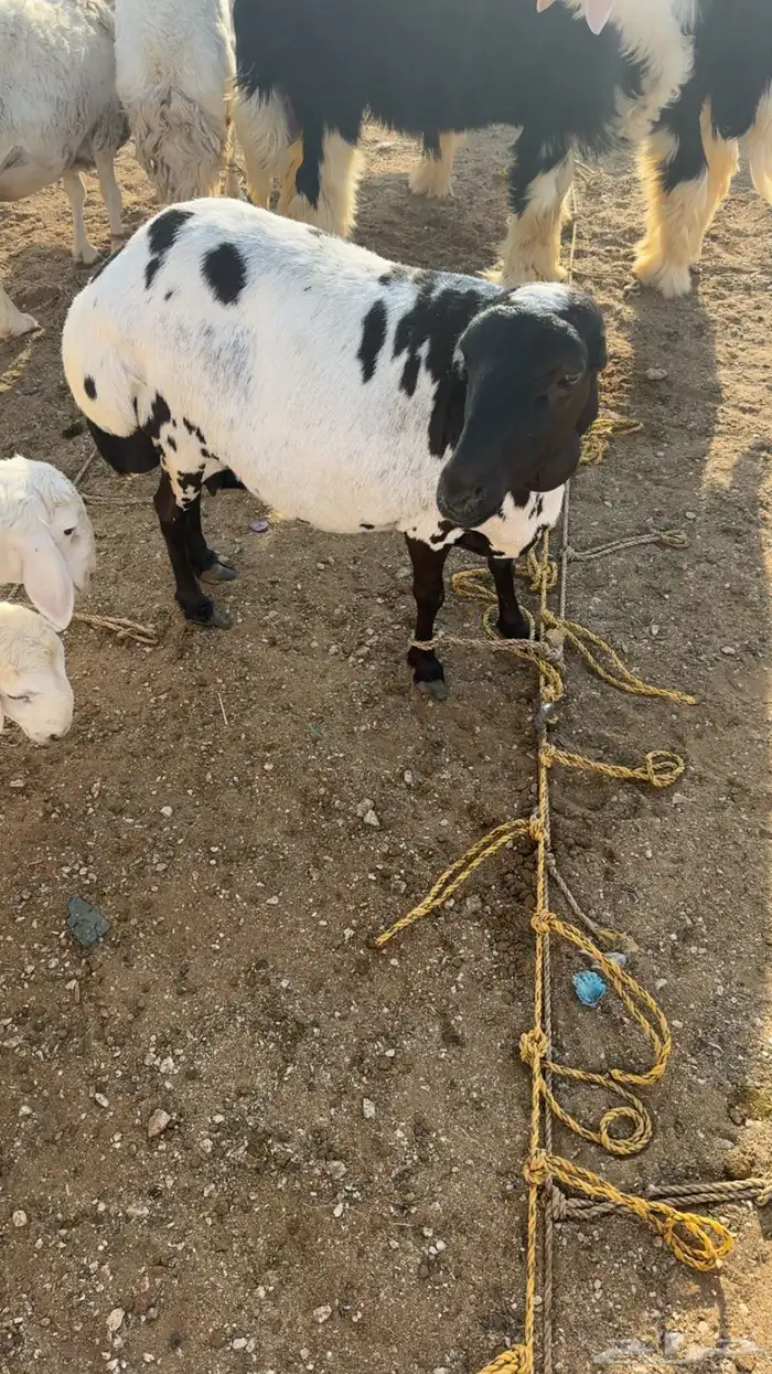 رفيديه السد رباع 2