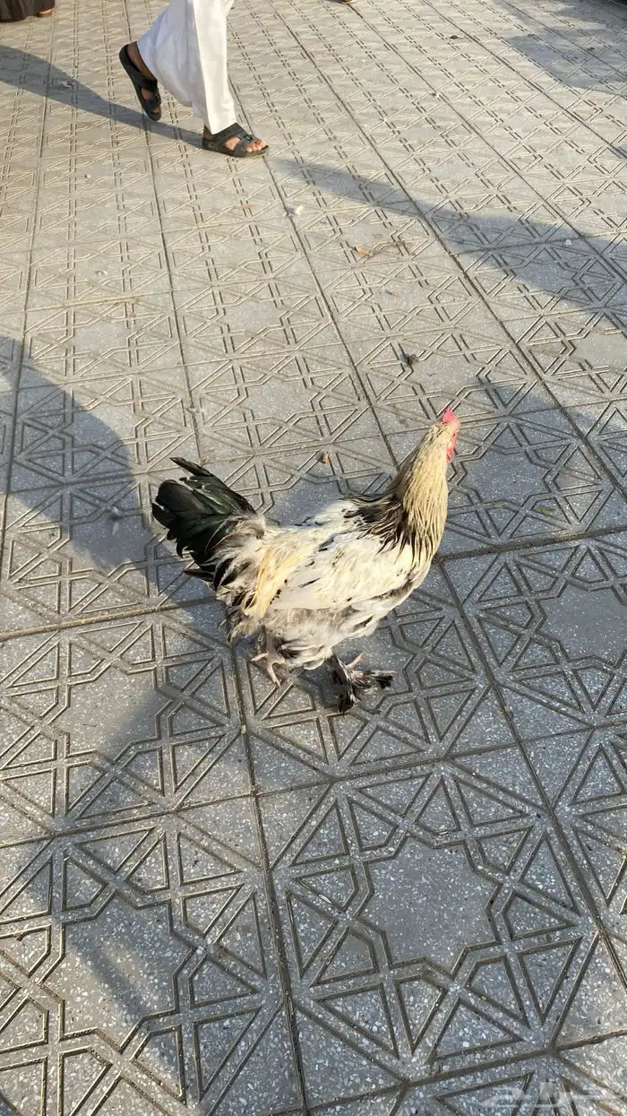 للبيع ديك براهما شرط 2