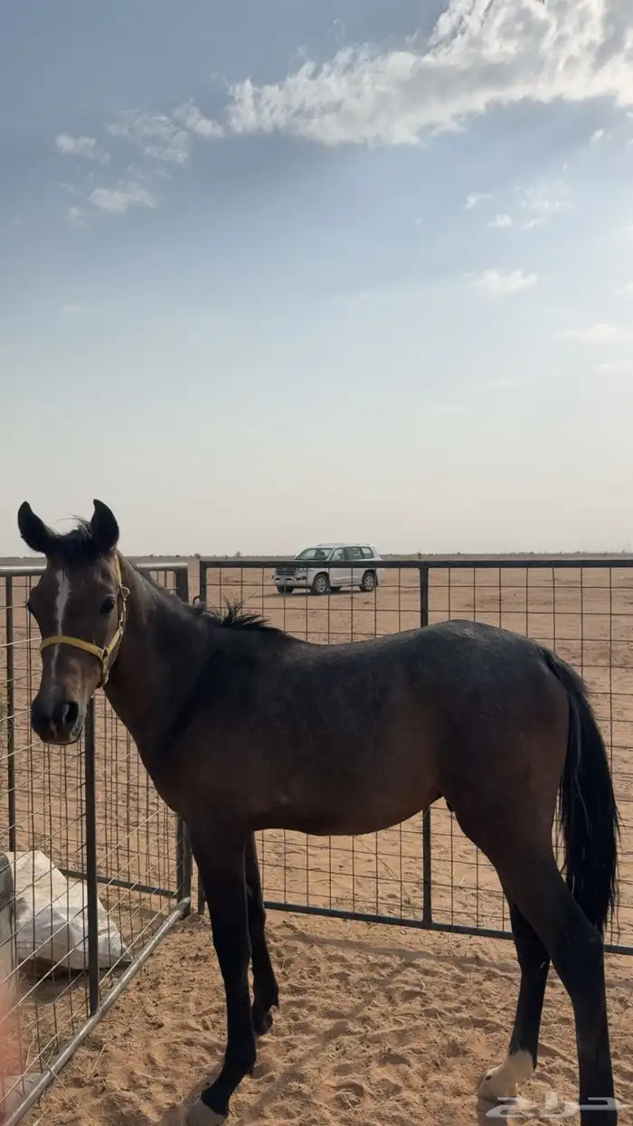 مهر عربي ابو سنه غير معسوف الدوادمي 0