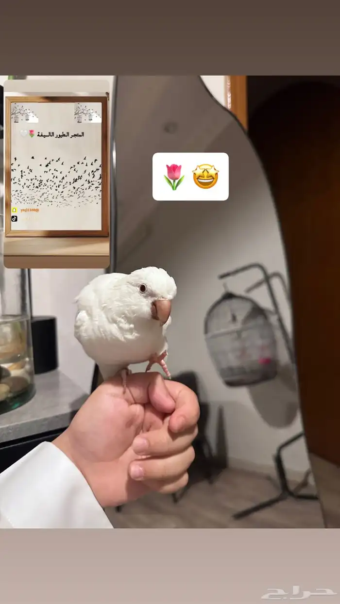 فندق طيور المتجر الطيور الاليفة 3