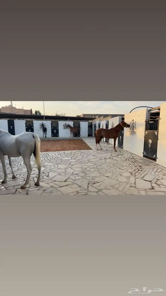 تدريب ركوب الخيل و الإيواء 0