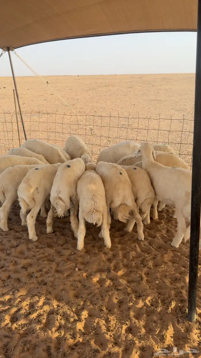 بهم حري 0