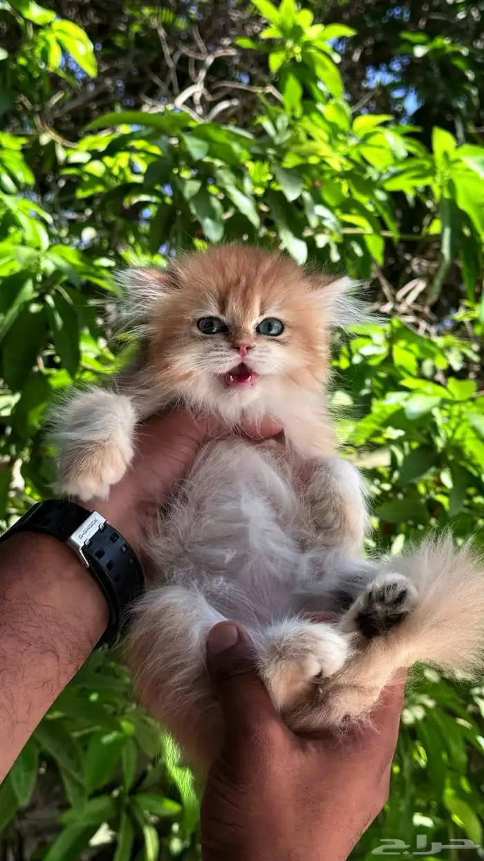 قط بريتش ذكر ny12 فرصة سعر مميز 5