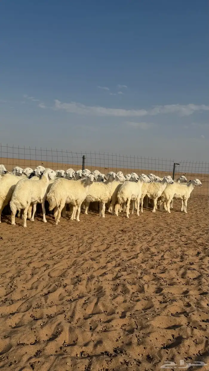رخال جذعات منوة مدورين الزين دفيع شرط سونار 2