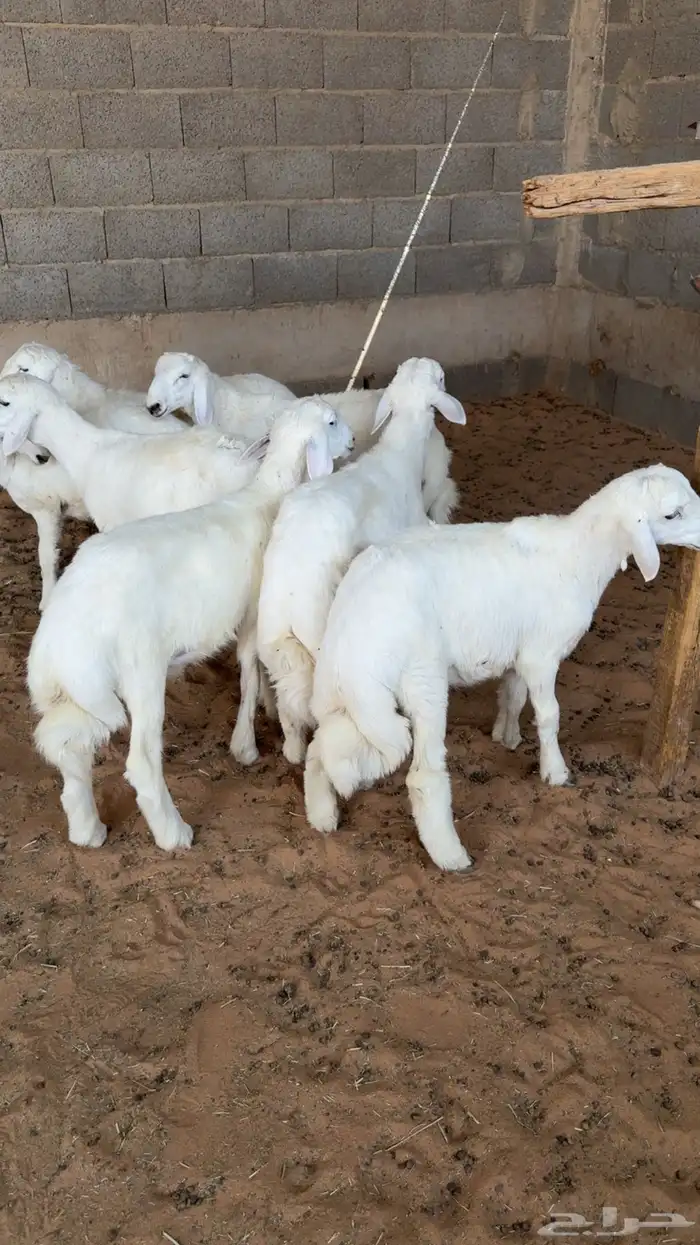 7 طليان هرافا بريه 0