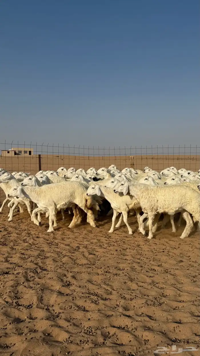 رخال جذعات منوة مدورين الزين دفيع شرط سونار 5