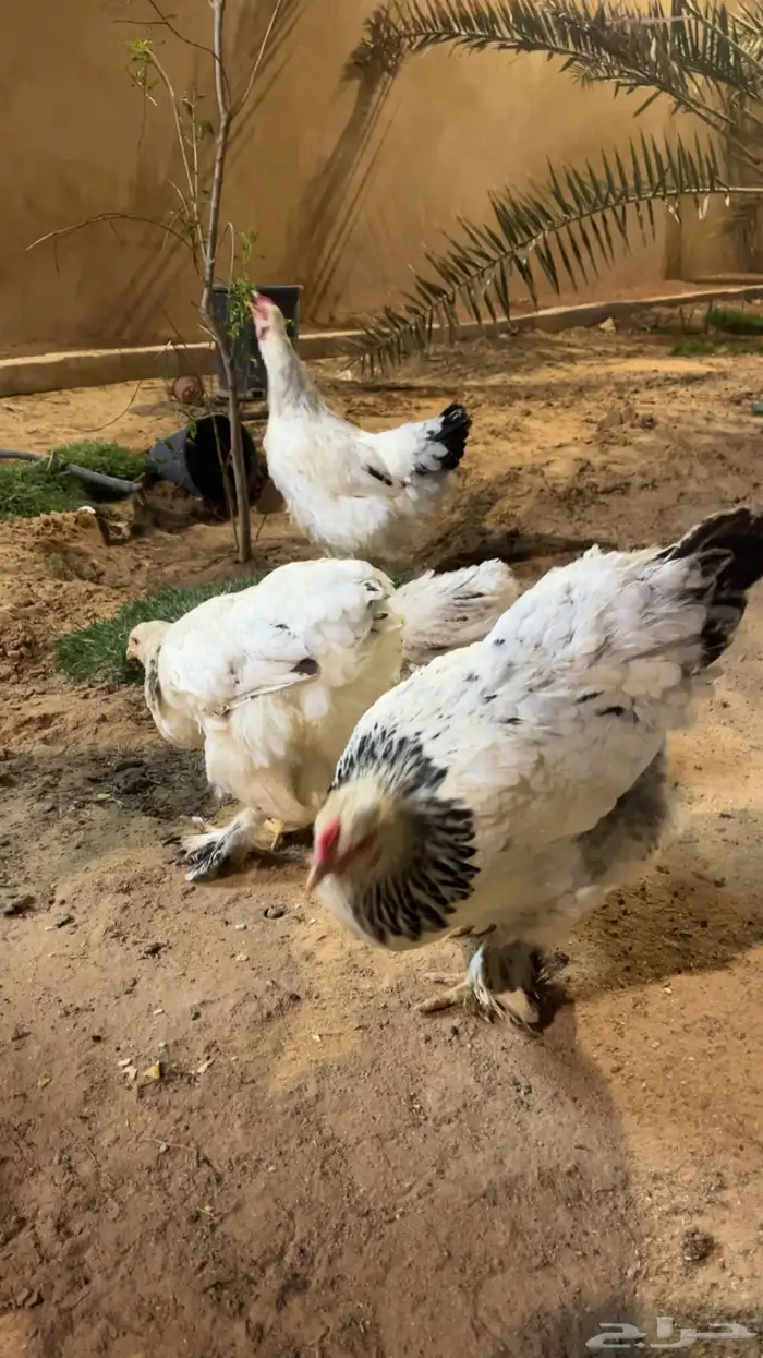 ديك ودجاج براهما 1