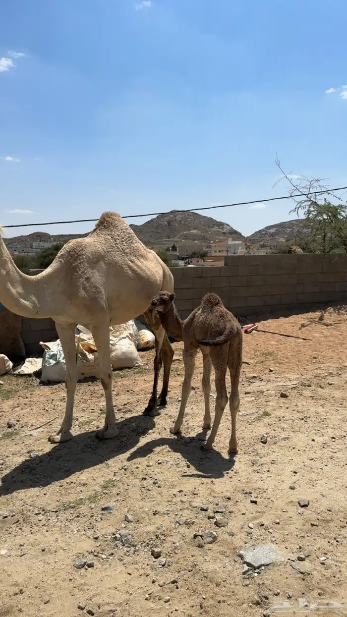 خلفة للبيع 2