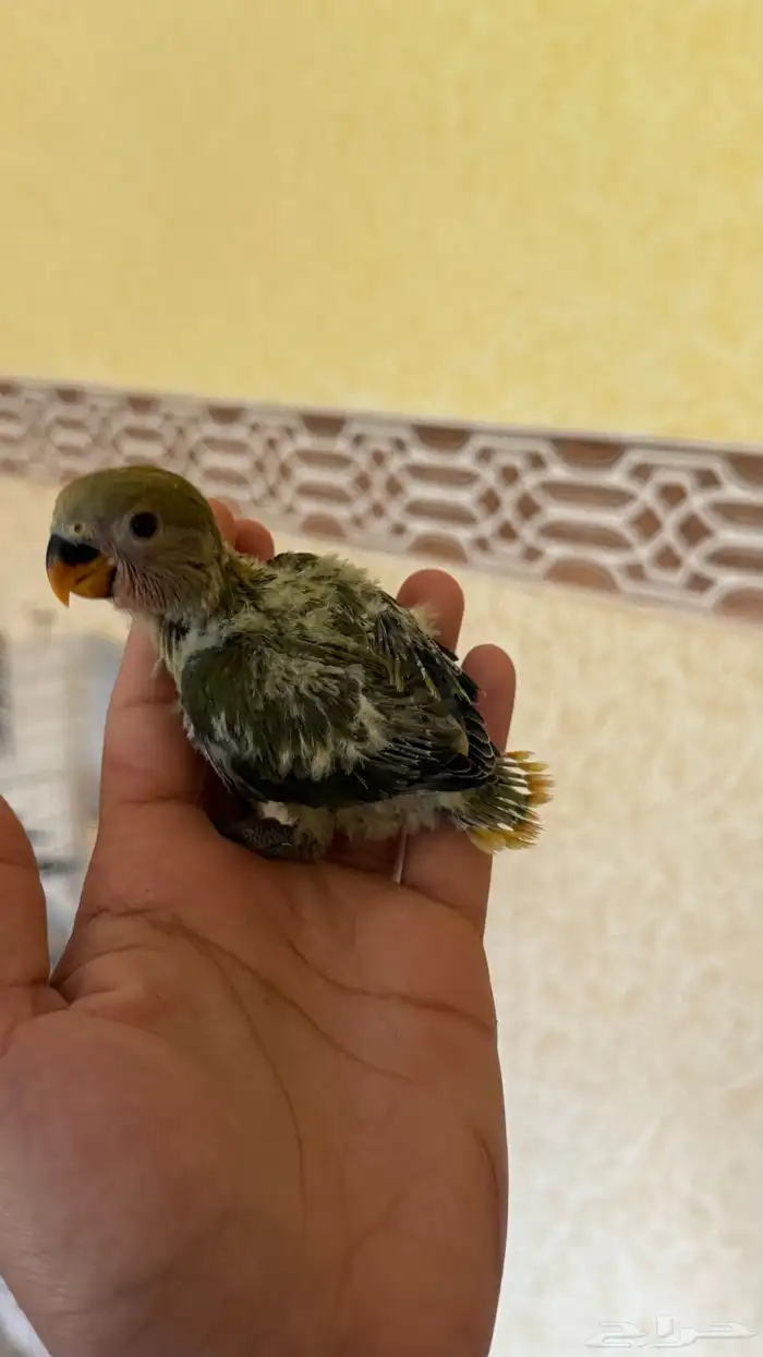 للبيع فرخين روز 2