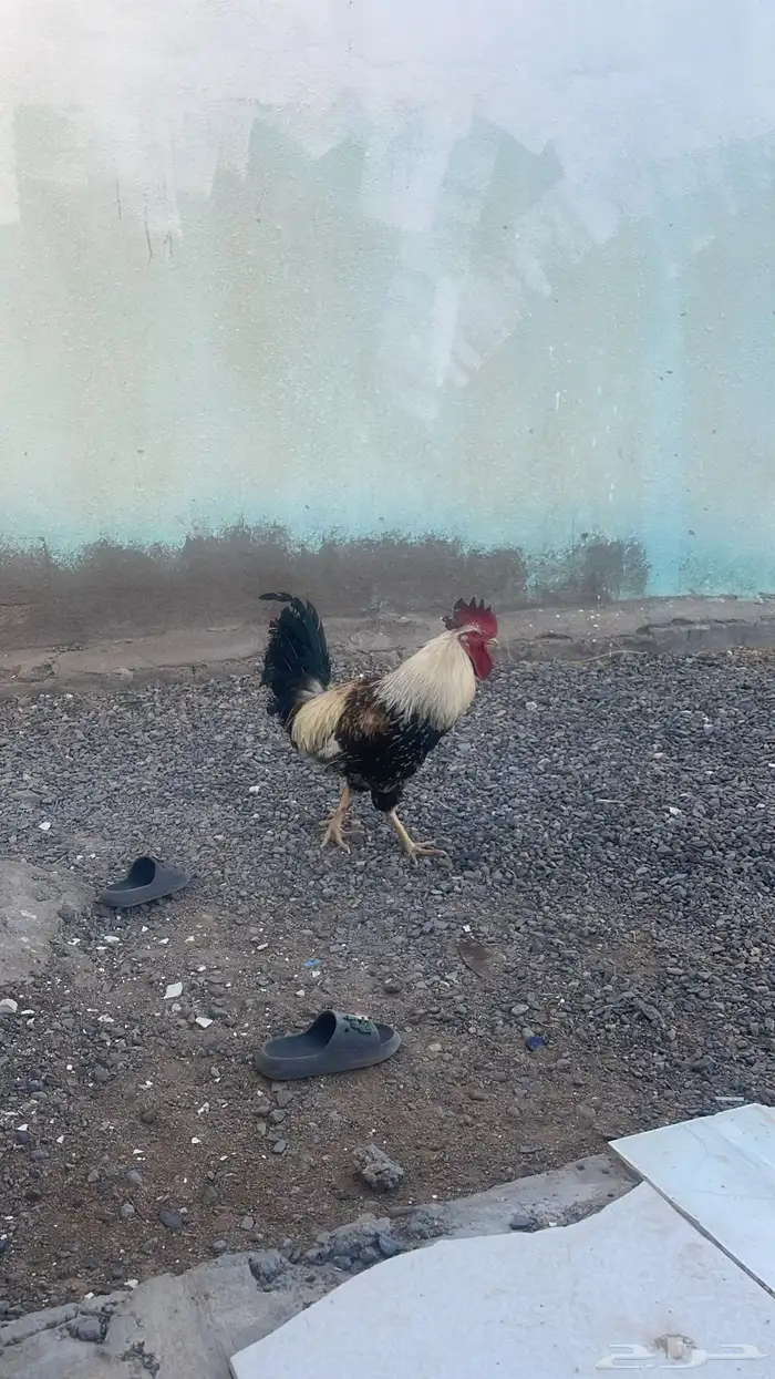 ديك بلدي اصيل شوكي 0