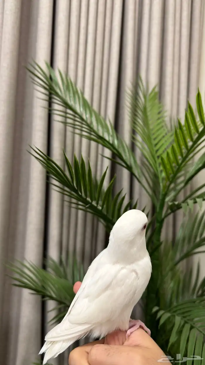 فرخ روز مفطوم وهدد داخلي للبيع 1