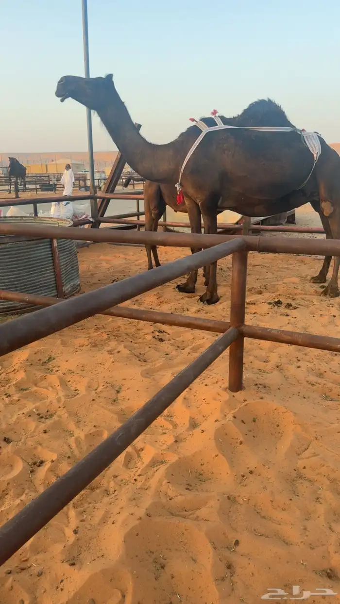 للبيع عشراء كفو تحتها قعود كفو 4