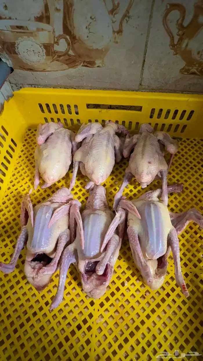 دجاج ذبح فروج 3
