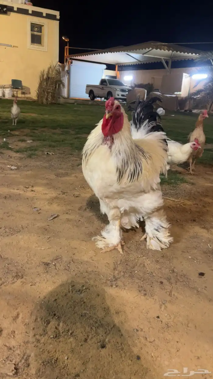 ديك ودجاج براهما 0