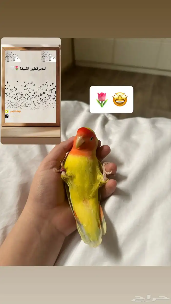 سلام عليكم عرض لكم تدريب طيور 2