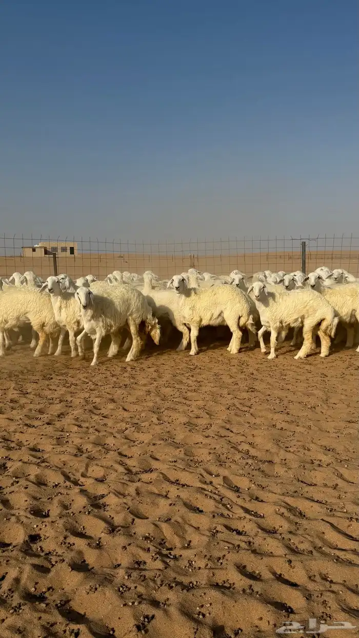 رخال جذعات منوة مدورين الزين دفيع شرط سونار 14