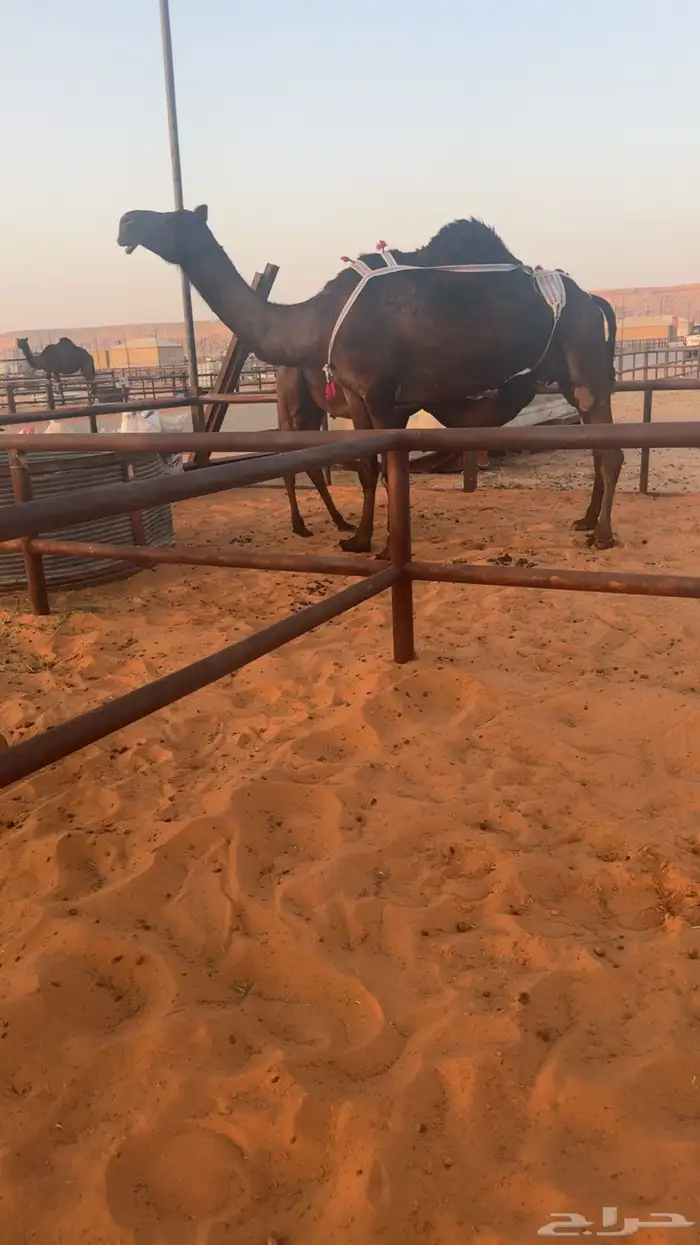 للبيع عشراء كفو تحتها قعود كفو 3