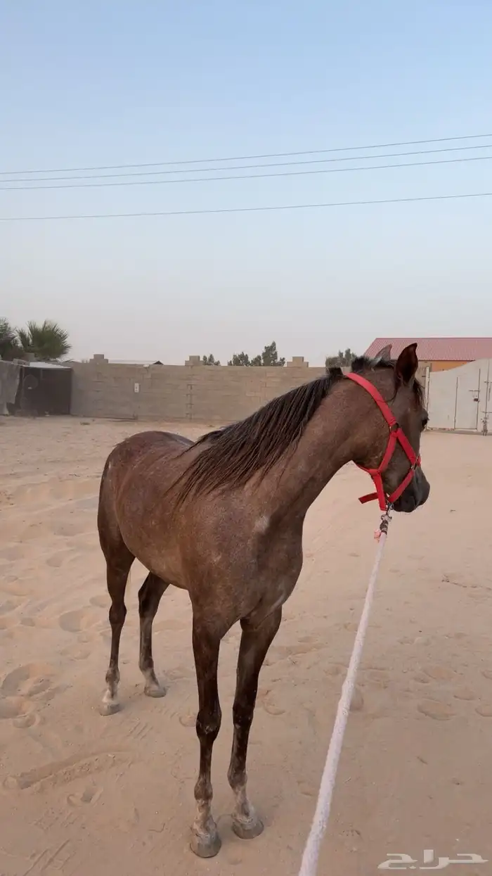 فرس لبيع 0