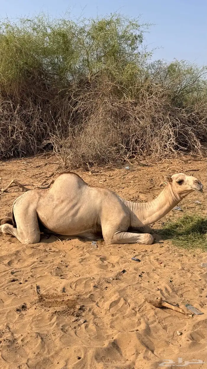 قعود اركي مشرووع فحل السن جذع 2