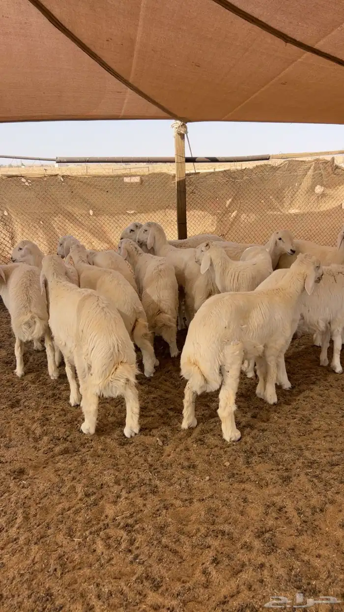 طليان ذبائح حريات 4