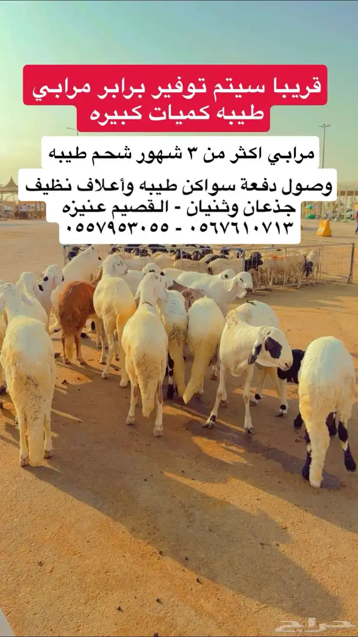 سواكن - رفيدي - حري - نعيمي - نجدي مرابي طيبه 0
