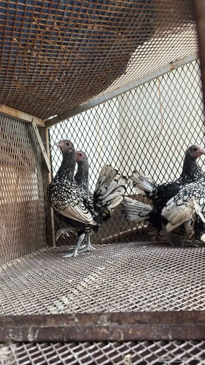 سبرايت شبابي 1