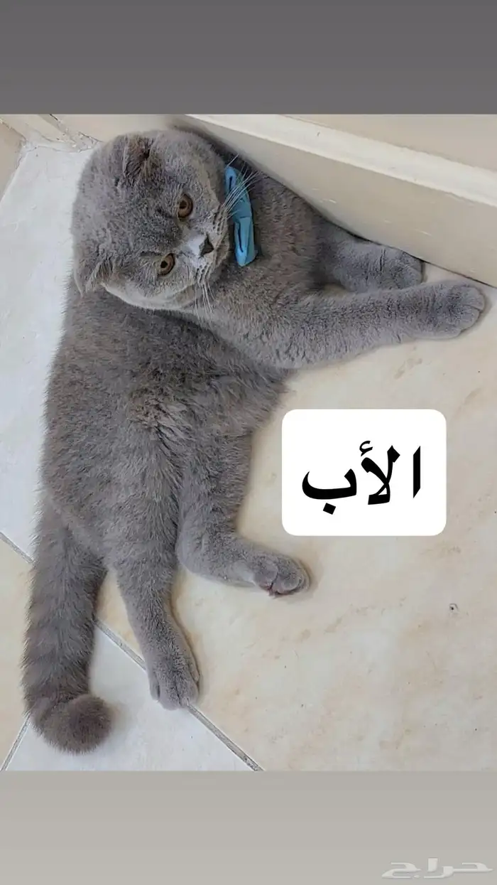 قط سكوتش فولد تايقر ذكر 0