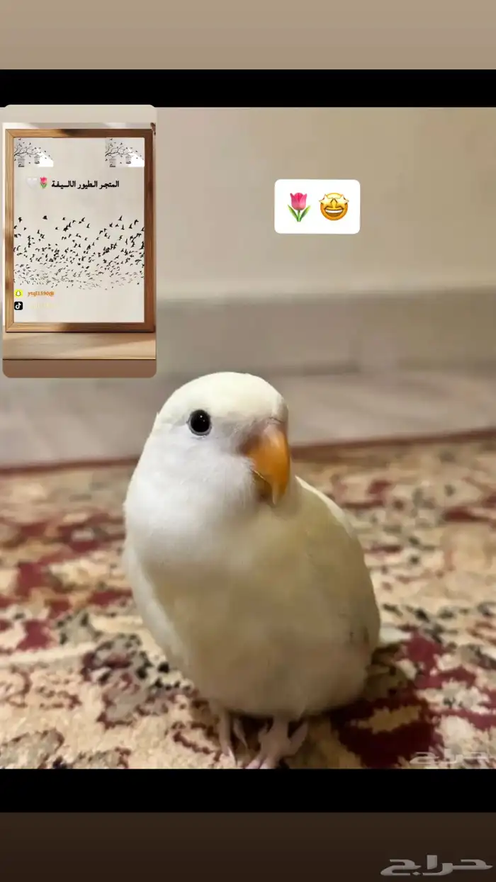 سلام عليكم عرض لكم تدريب طيور 8