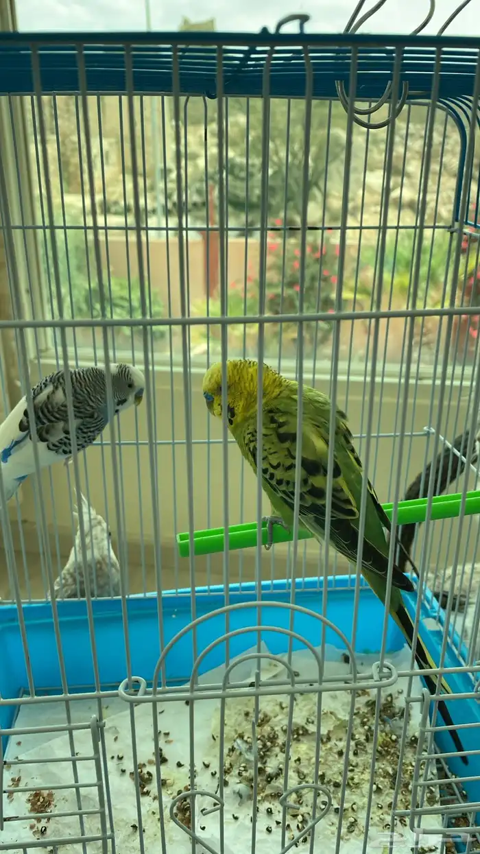 بادجي ذكور 0