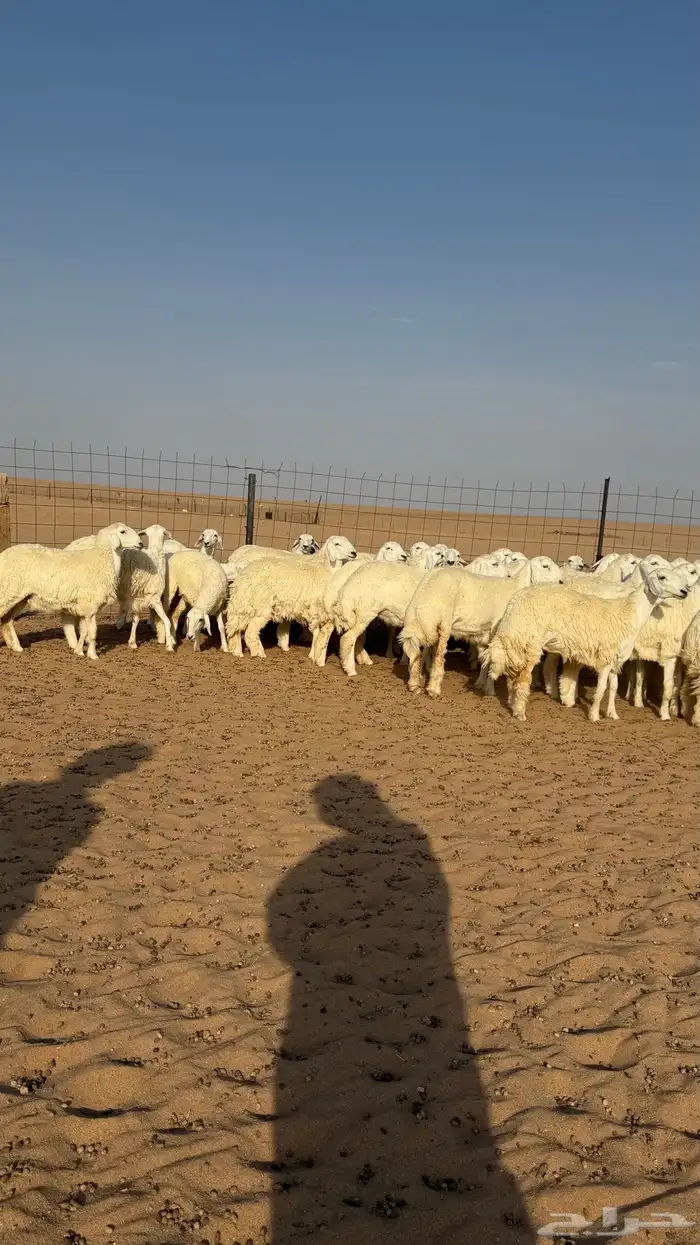 رخال جذعات منوة مدورين الزين دفيع شرط سونار 4