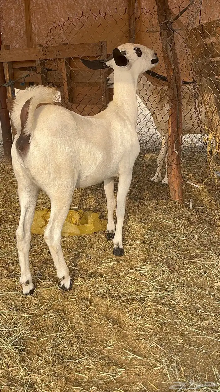 جفره بيشيه صنف(تم البيع) 2