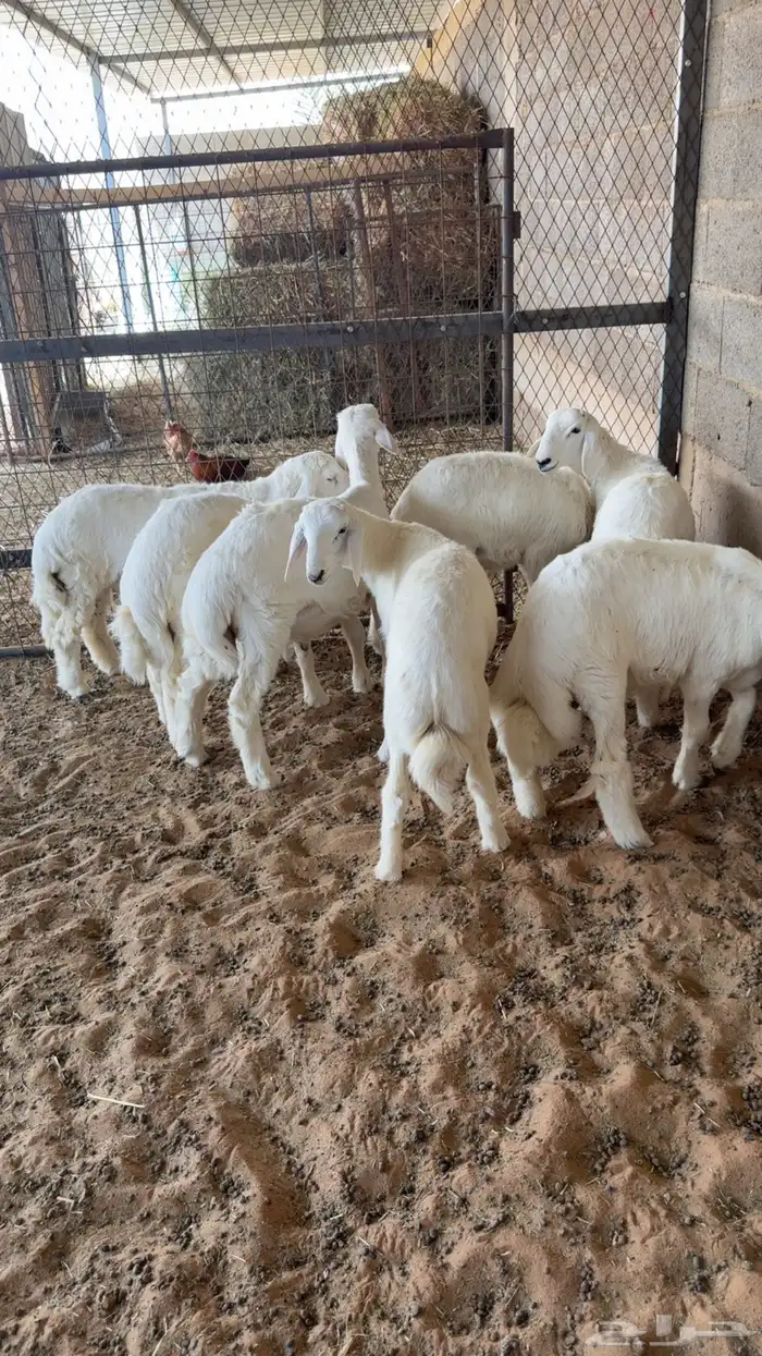 7 طليان هرافا بريه 1