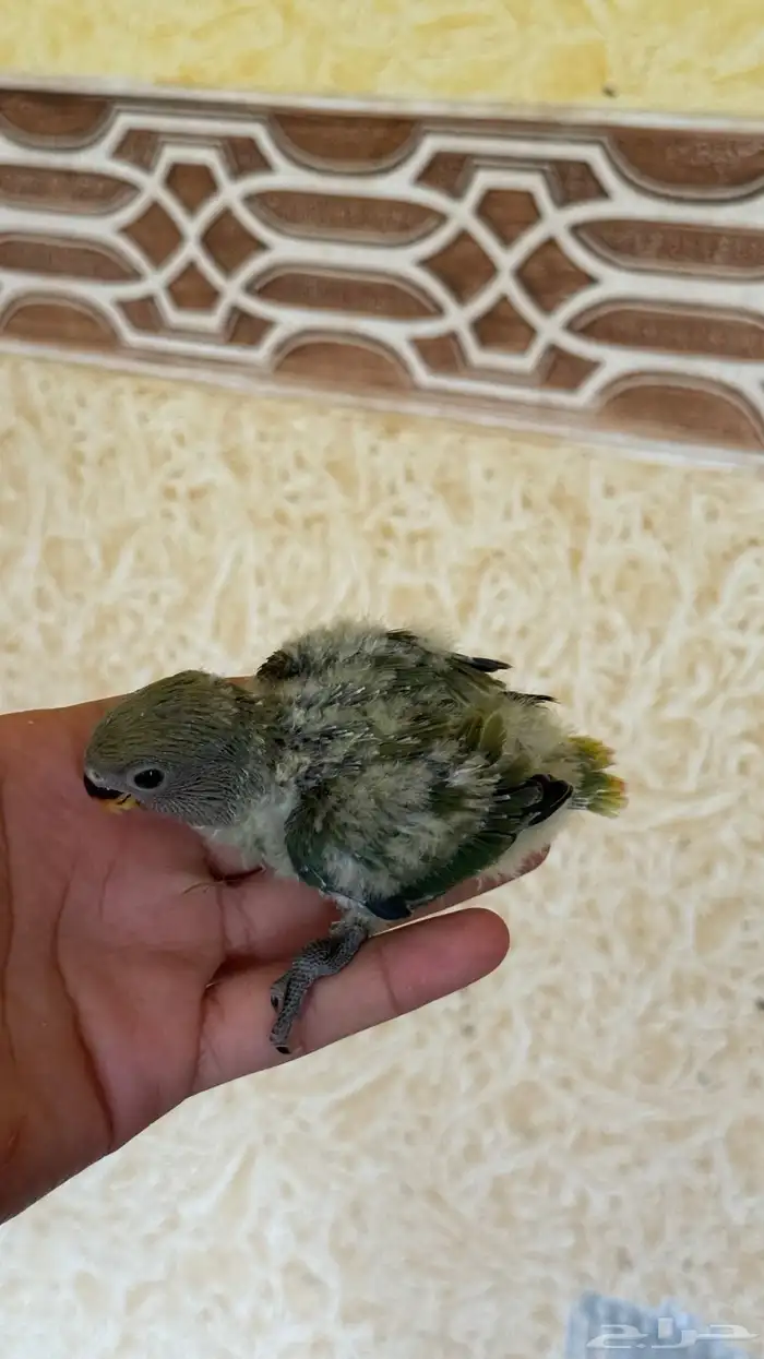 للبيع فرخين روز 4