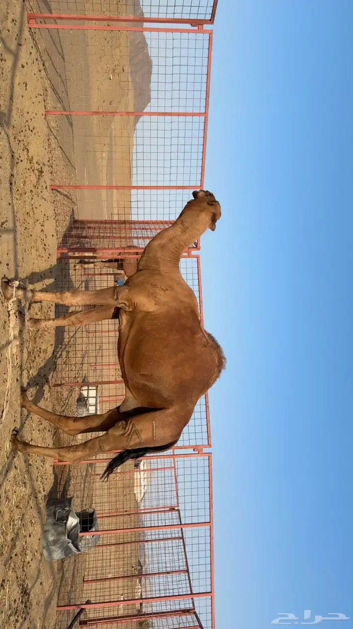 قعود احمر ادهم ساحلي 0
