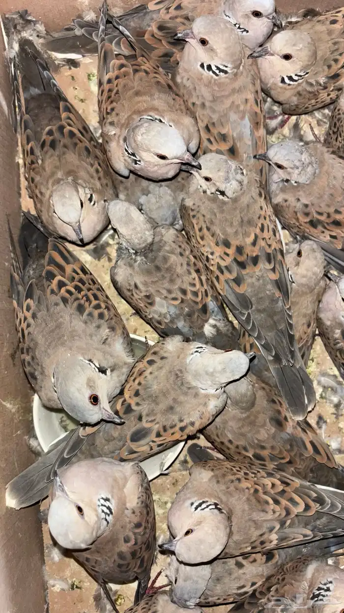 قميري 11 جوز شرط باذن الله بيع مستععجل 0