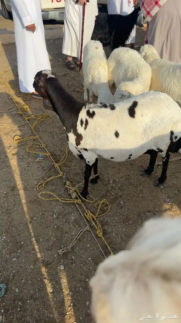 رفيديه السد رباع 1