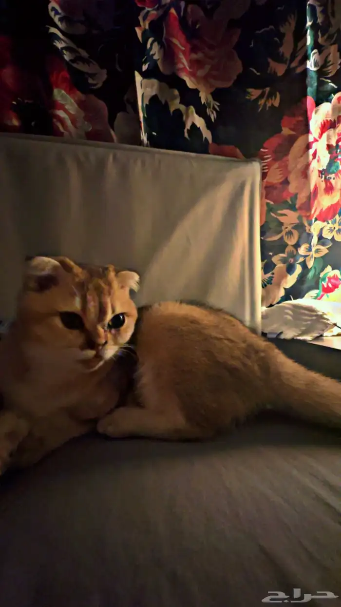 قطة انثى سكوتش فولد ( قولد ) 1