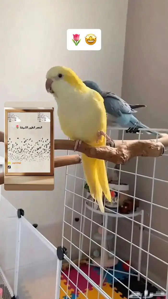 سلام عليكم عرض لكم تدريب طيور 9