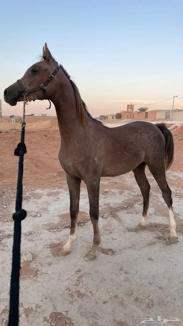 ايوا خيل وعسف 1