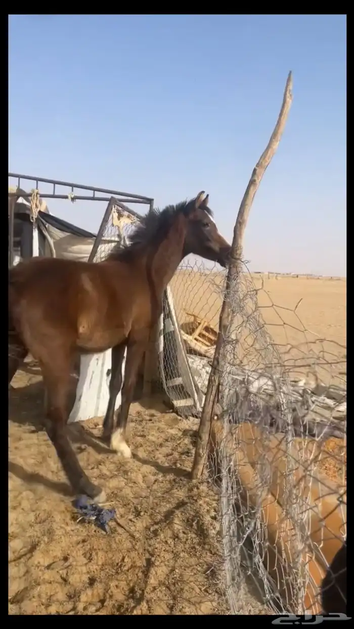 مهر كفو جدا جدا 3