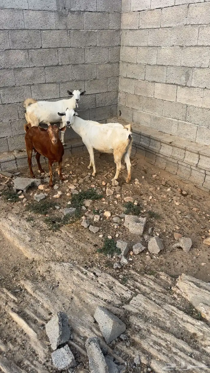 ماعز للبيع 0
