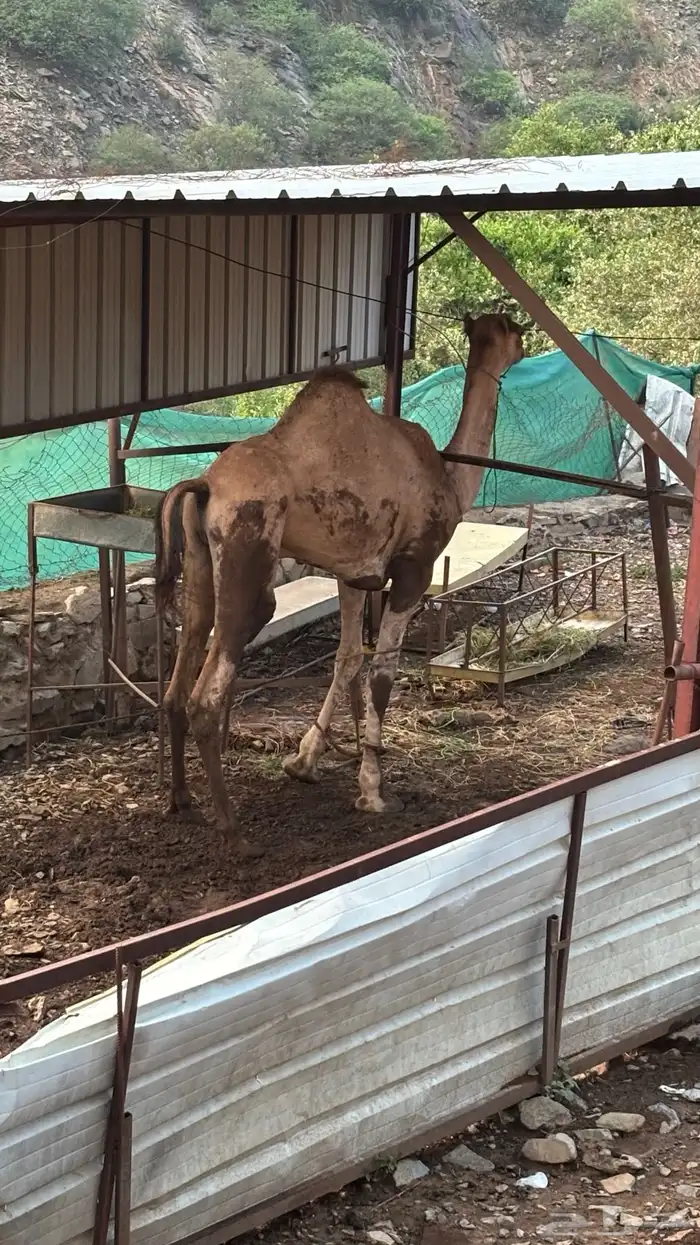 قعود للبيع 5