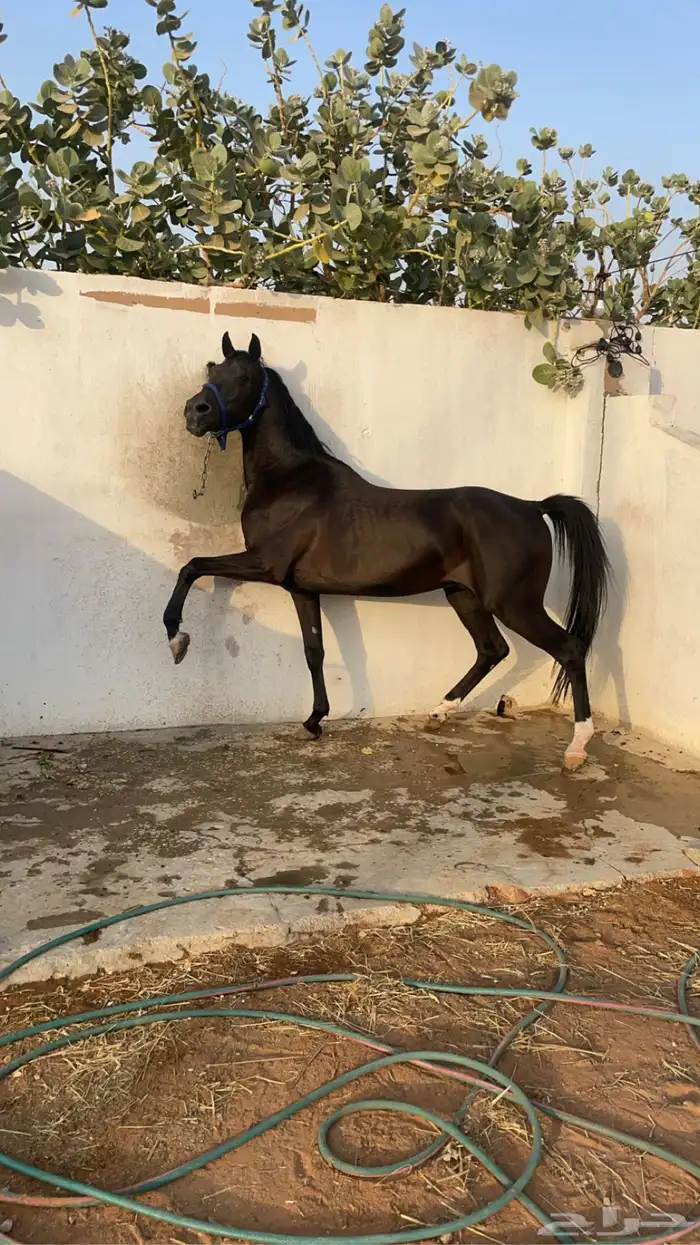 ايوا خيل وعسف 0