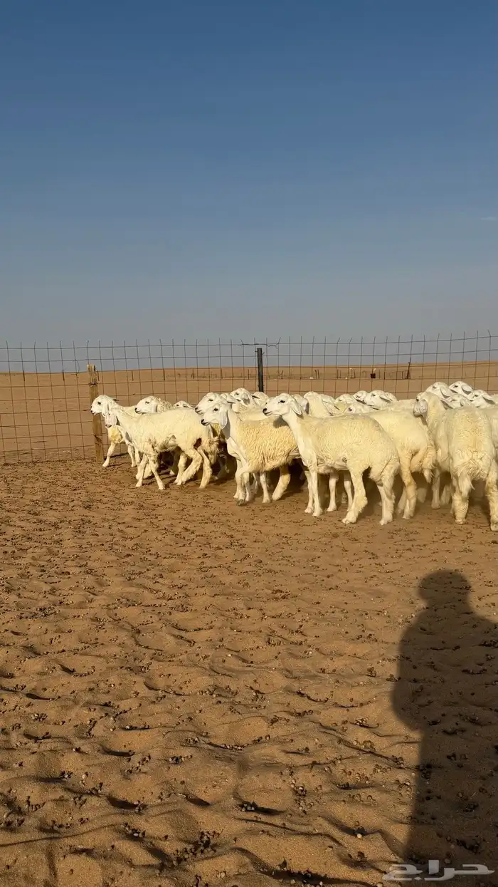 رخال جذعات منوة مدورين الزين دفيع شرط سونار 11