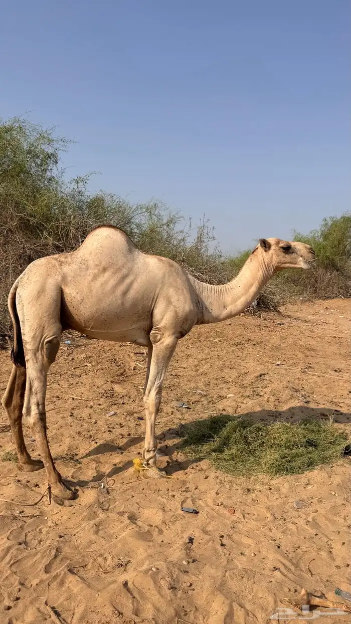 قعود اركي مشرووع فحل السن جذع 0