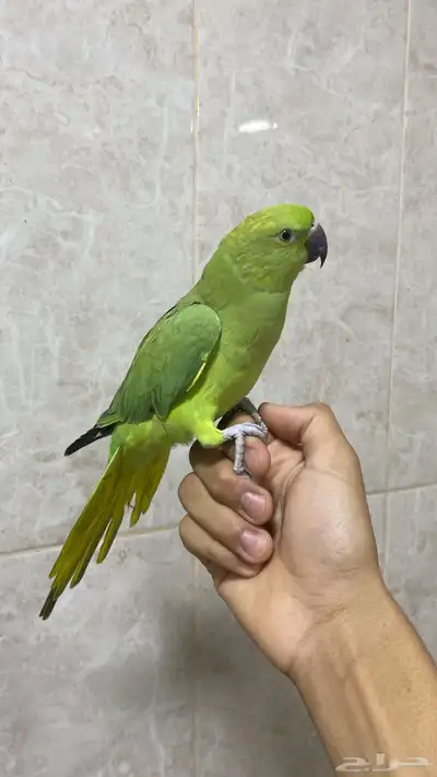 للبيع بغبغاء درة تربيه تصفر تصفيرات 0