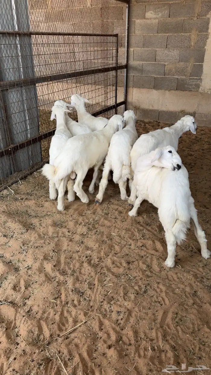 7 طليان هرافا بريه 3