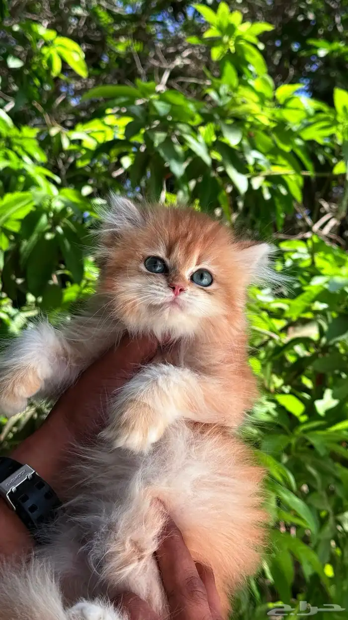 قط بريتش ذكر ny12 فرصة سعر مميز 3