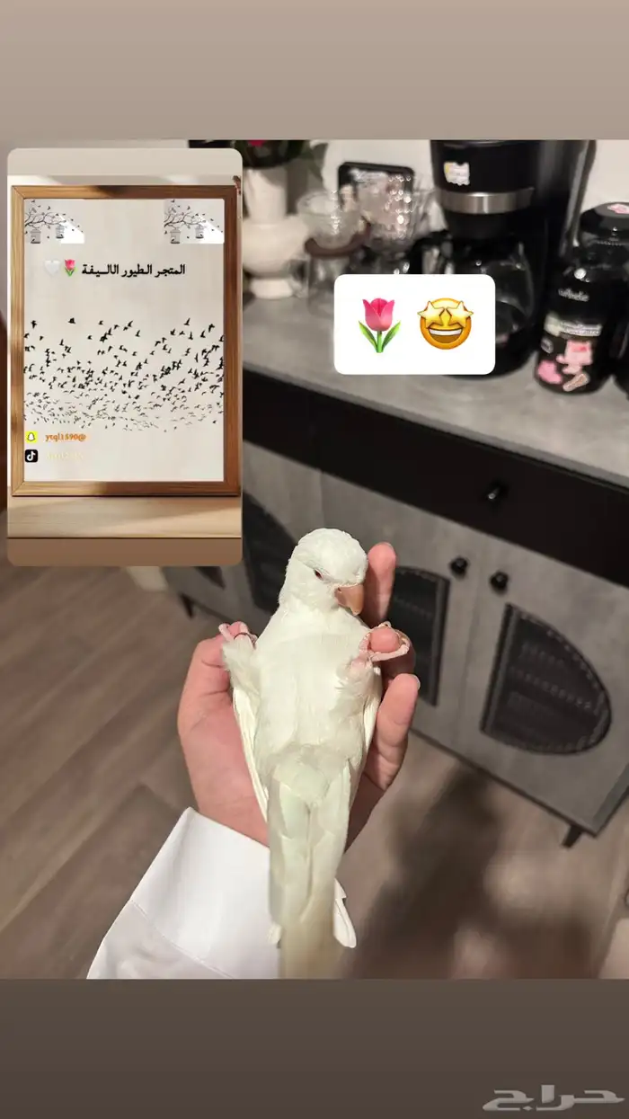 سلام عليكم عرض لكم تدريب طيور 3